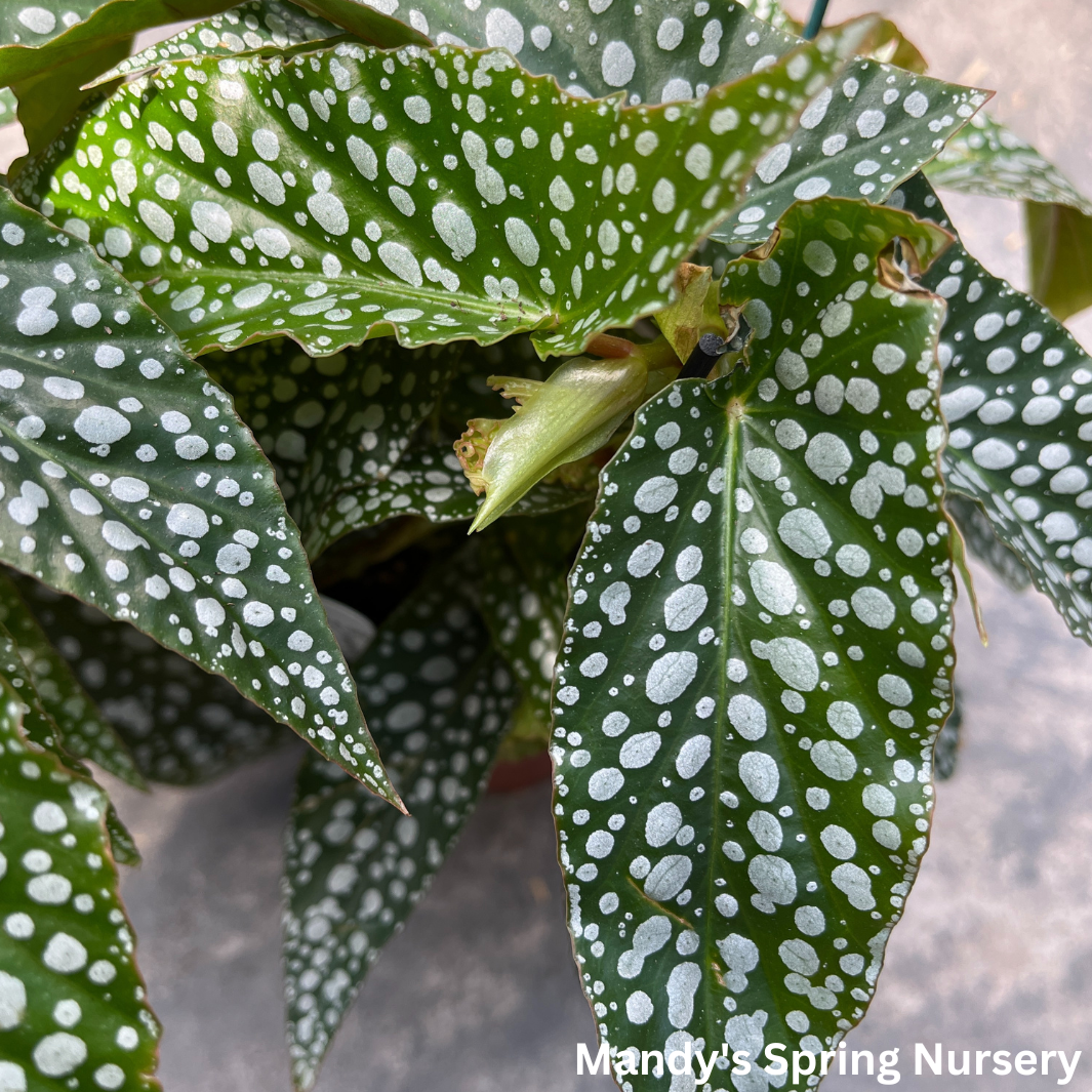 Double Dot Begonia | Begonia c