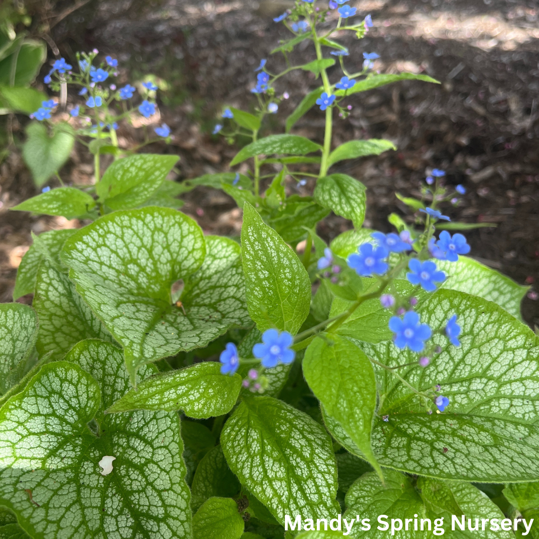 Jack Frost Brunnera | Brunnera macrophylla 'Jack Frost'