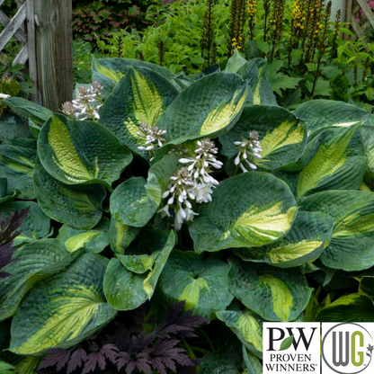 'Hudson Bay' Hosta | Hosta 'Hudson Bay'