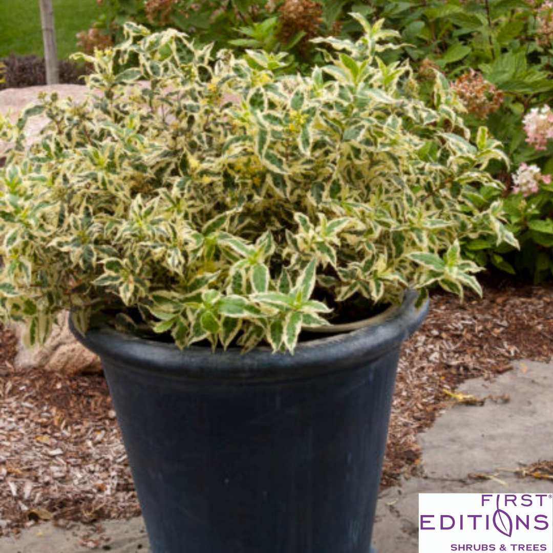 Cool Splash Dwarf Bush Honeysuckle | Diervilla sessilifolia