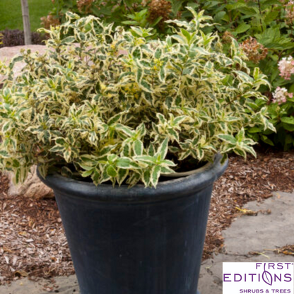 Cool Splash Dwarf Bush Honeysuckle | Diervilla sessilifolia