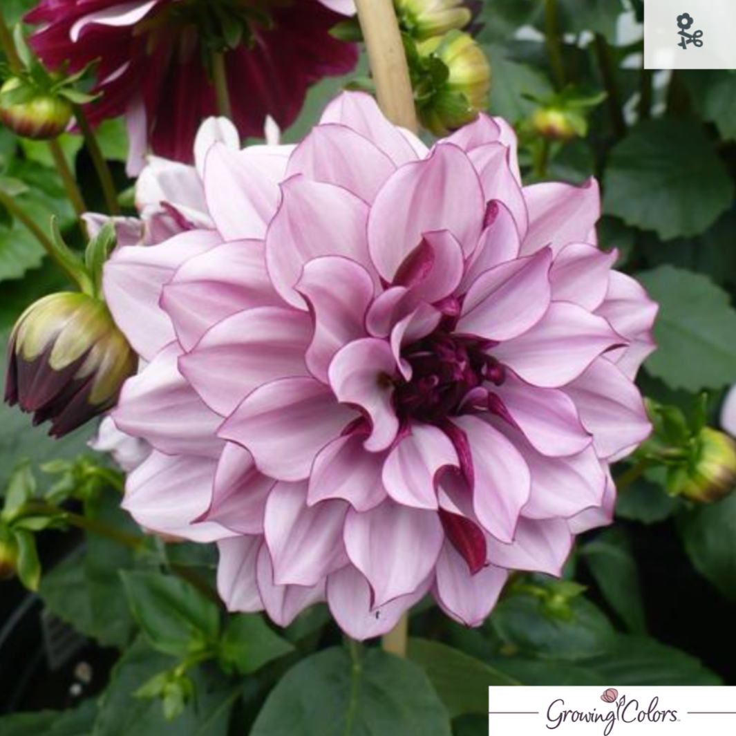 'Creme de Cassis' Dahlia | Dahlia Dinnerplate