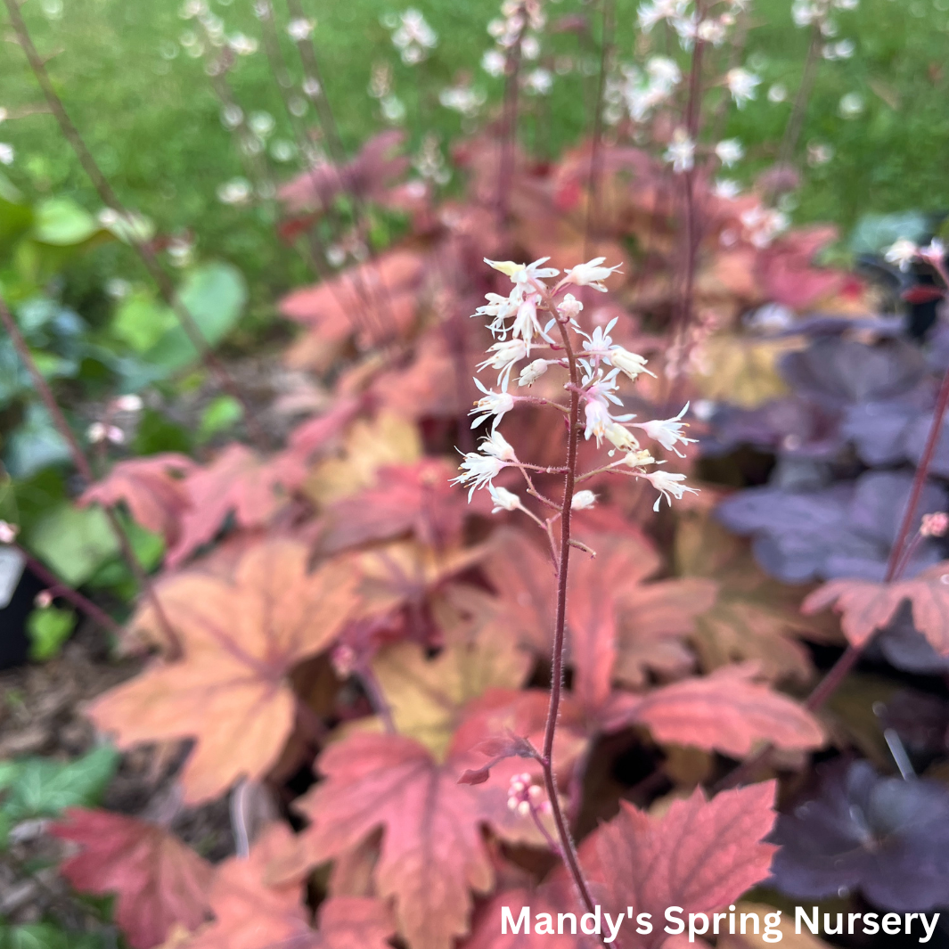 'Sweet Tea' Foamy Bells | Heucherella 'Sweet Tea'