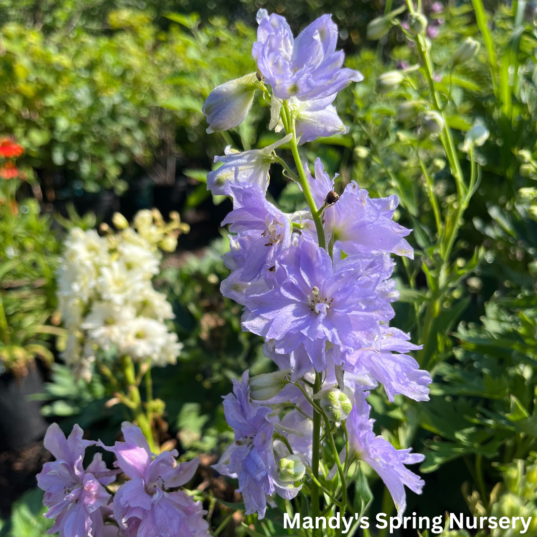 Delphinium New Zealand 'Mini Stars' | Dwarf Hybrid Bee Delphinium