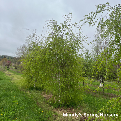 Young's Weeping Birch | Betula pendula 'Youngii'