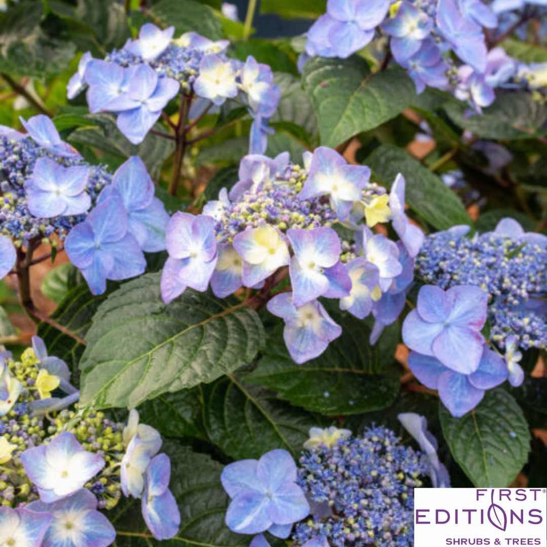 Pop Star Reblooming Endless Summer® Bigleaf Hydrangea | Hydrangea macrophylla 'Bailmacsix'