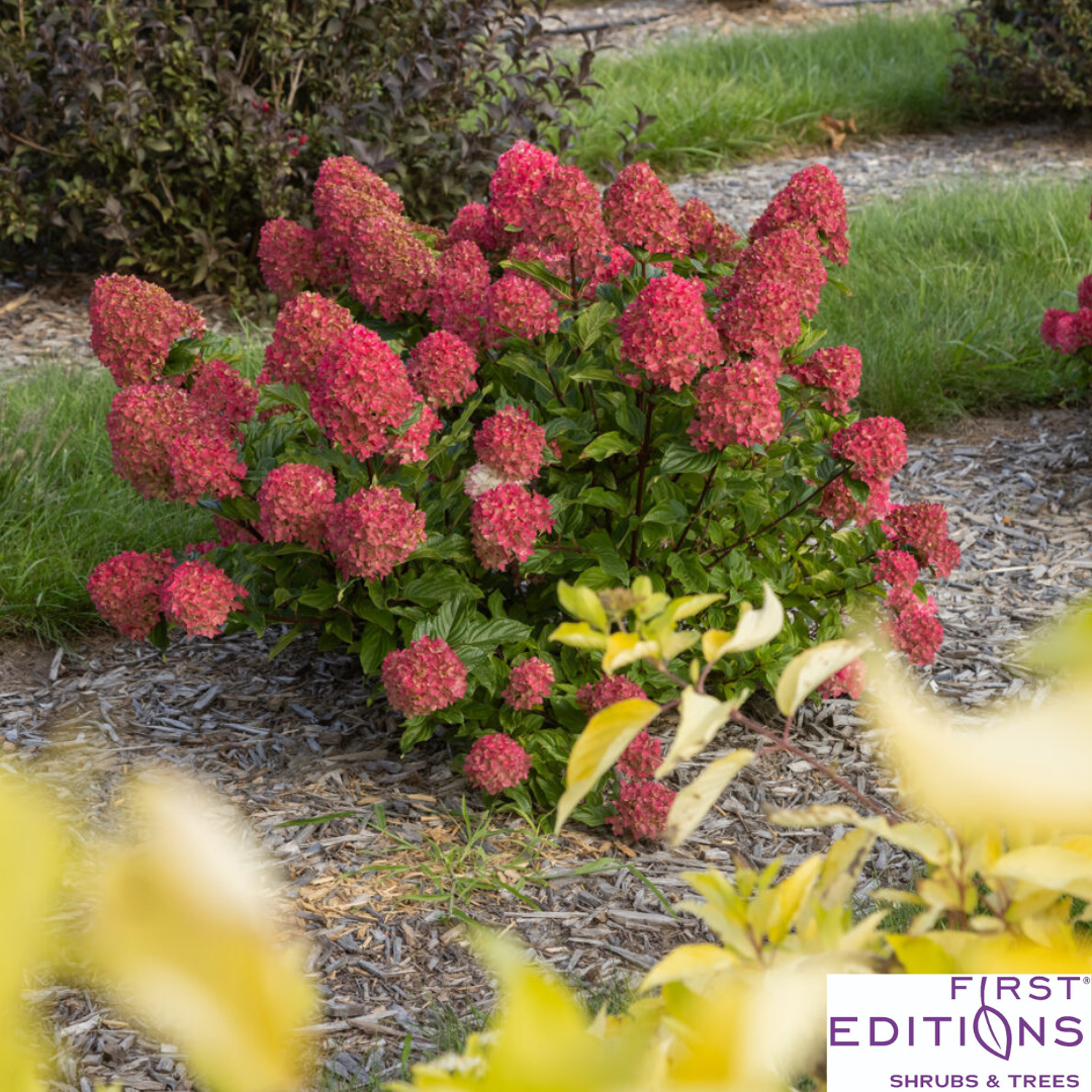 First Editions® Spring Sizzle® Hydrangea | Hydrangea paniculata