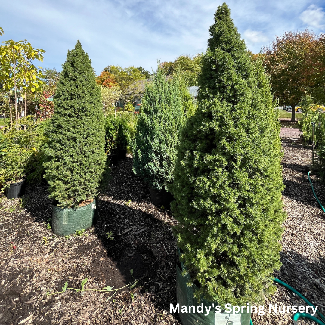 Dwarf Alberta Spruce | Picea glauca 'Conica'