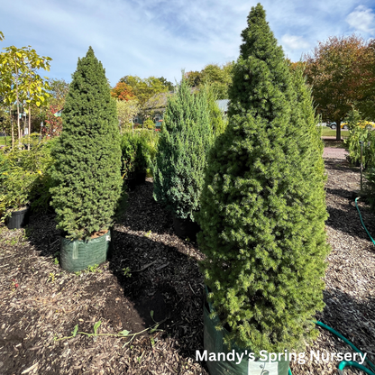 Dwarf Alberta Spruce | Picea glauca 'Conica'