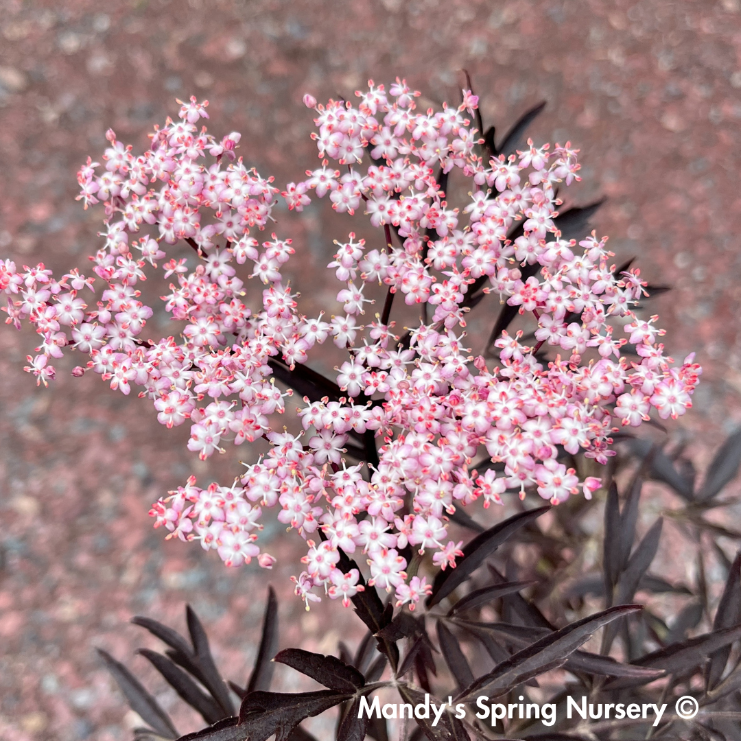 Black Lace Elderberry | Sambucus nigra