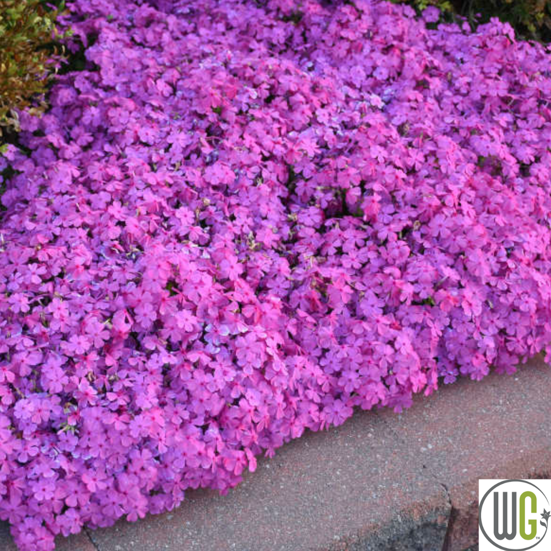 Drummond's Pink Creeping Phlox | Phlox subulata