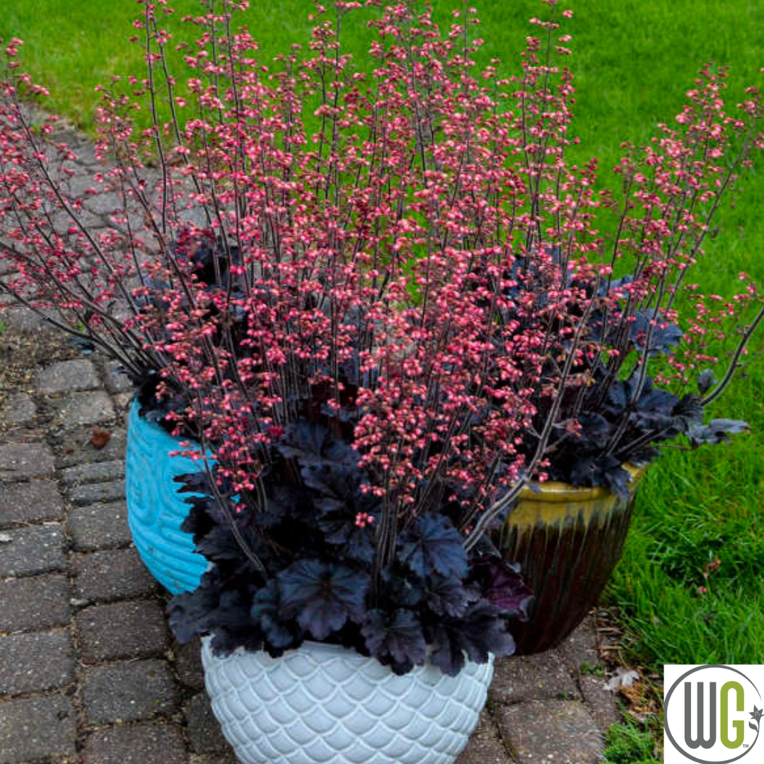 'Timeless Night' Coral Bells | Heuchera