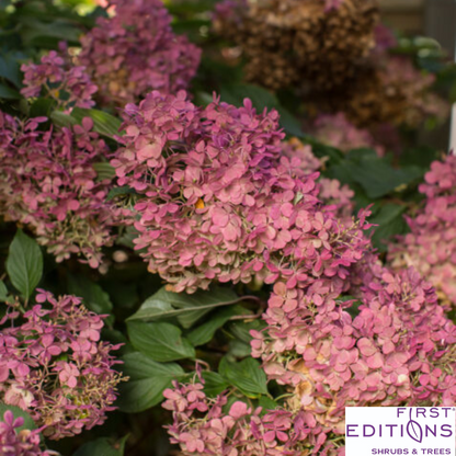 Vanilla Strawberry Hydrangea | Hydrangea paniculata