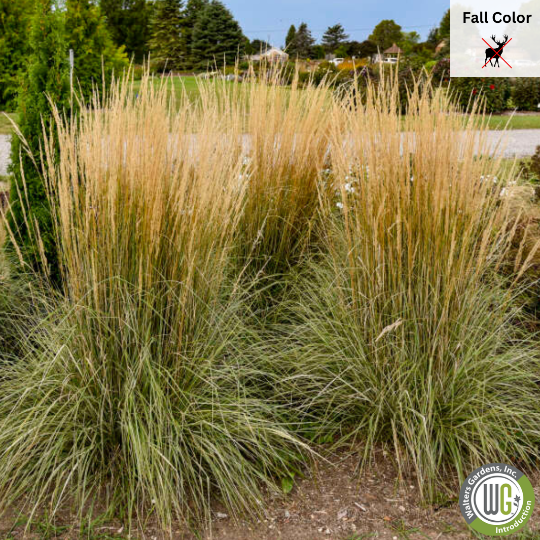 'Hello Spring™' Feather Reed Grass | Calamagrostis acutiflora Hello Spring!™ (Copy)