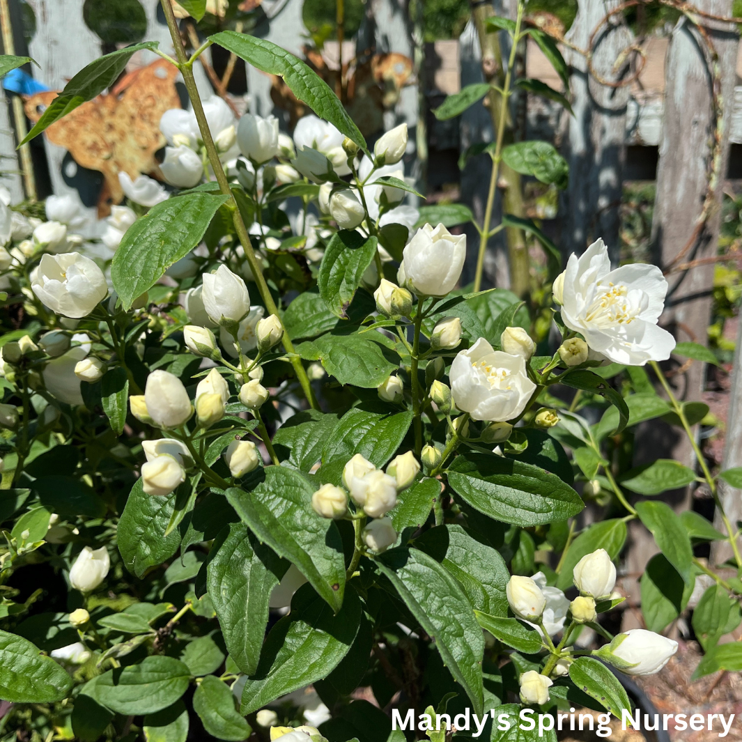 Snow White Mockorange | Philadelphus