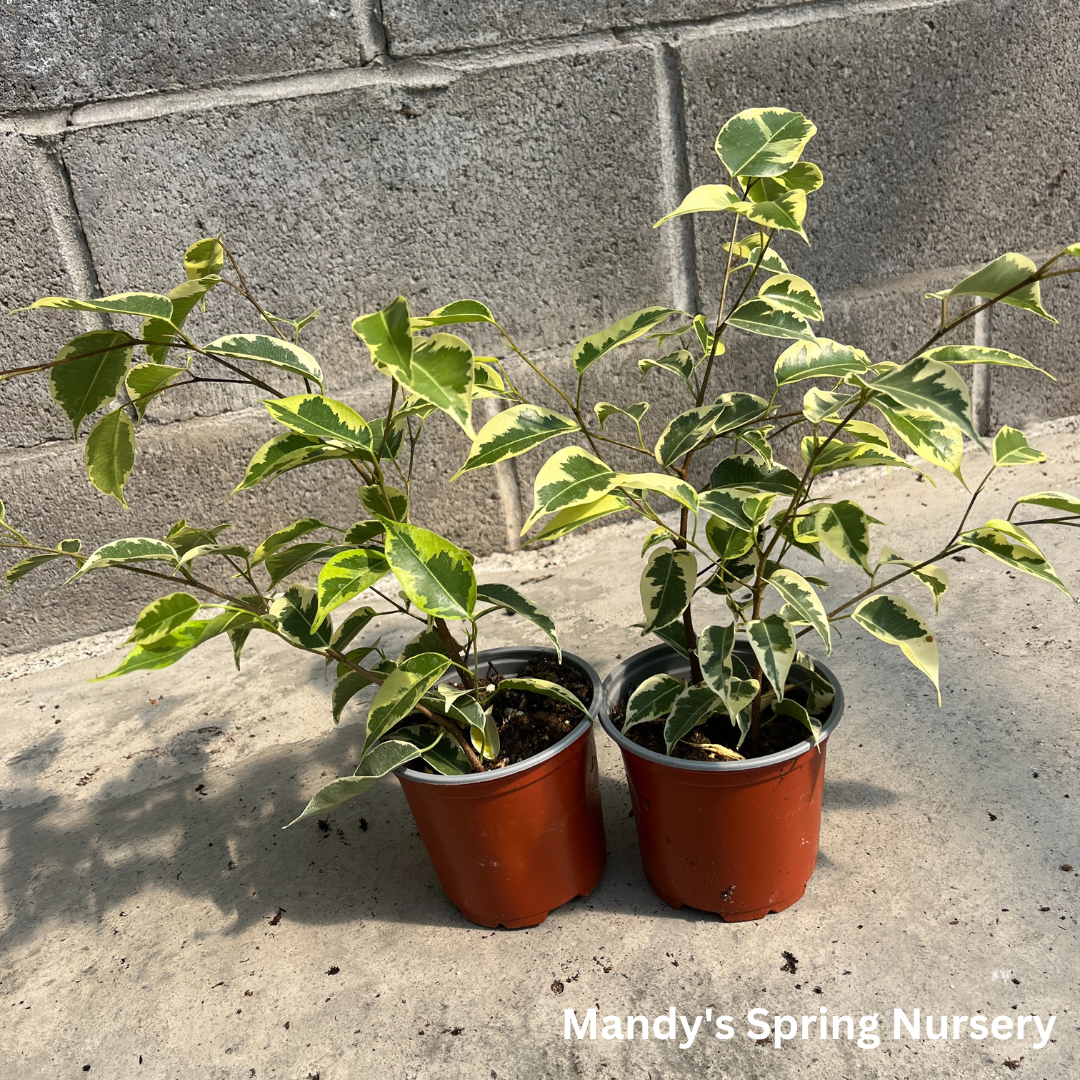 'Samantha' Weeping Fig - Ficus benjamina