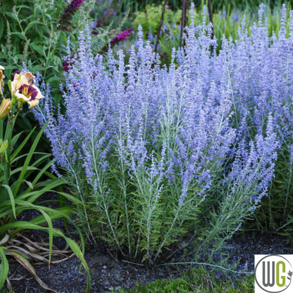 'Blue Jean Baby' Russian Sage | Perovskia atriplicifolia