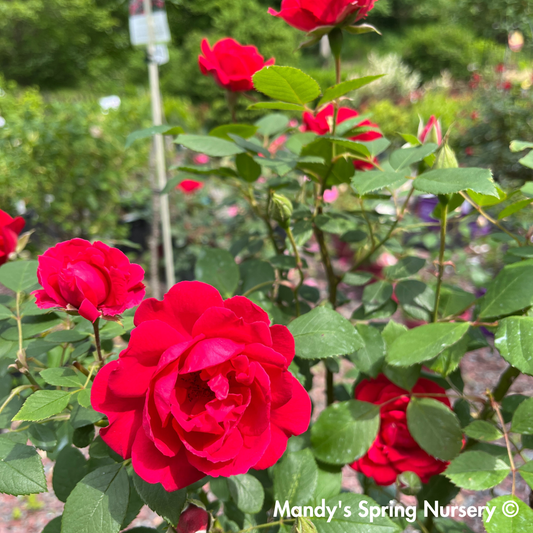 Improved Blaze Climbing Rose