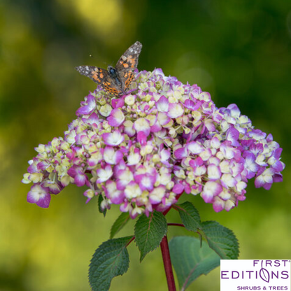 BloomStruck Reblooming Bigleaf Endless Summer® Hydrangea | Hydrangea macrophylla