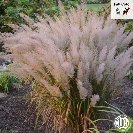 Korean Feather Reed Grass | Calamagrostis brachytricha