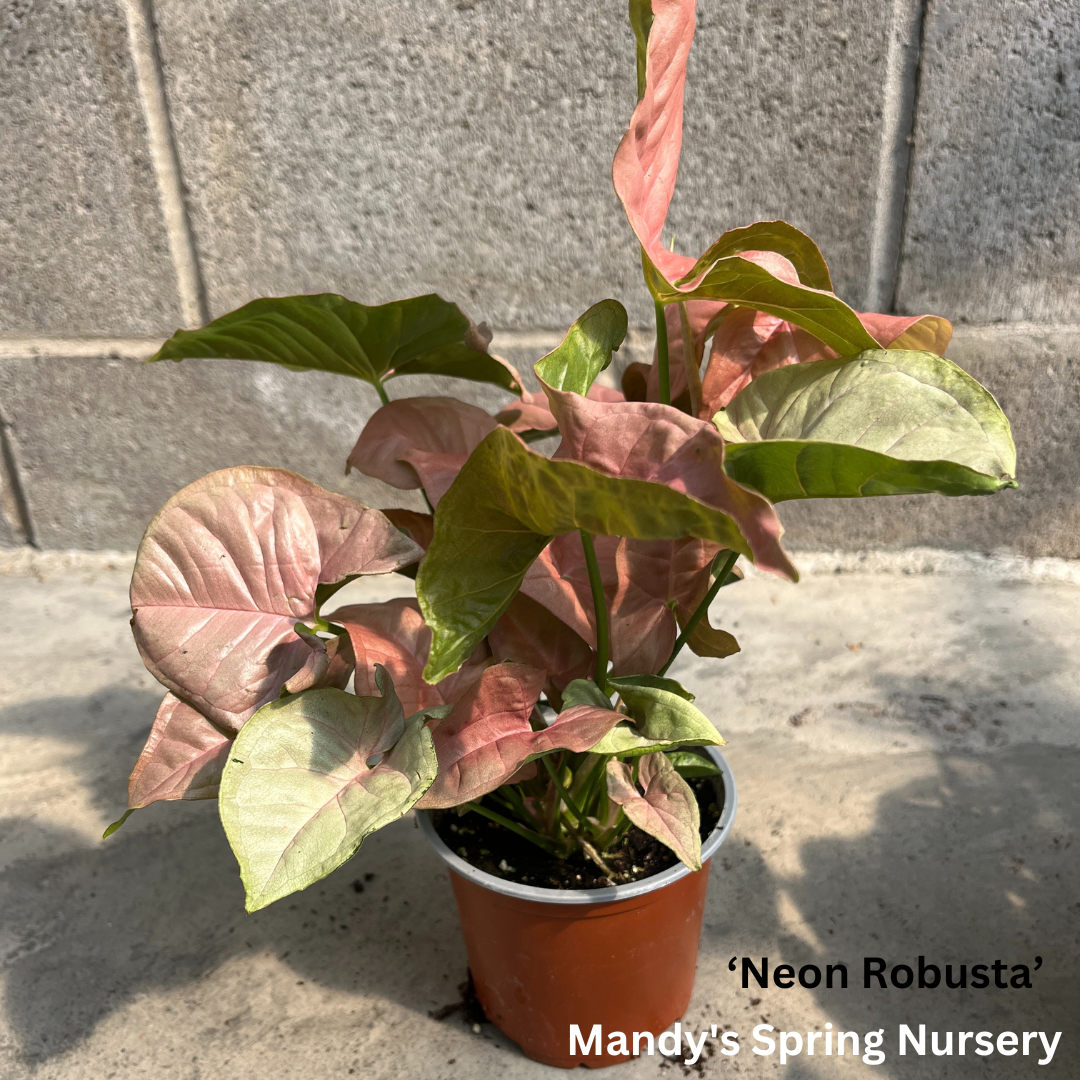 Arrowhead Plant | Syngonium