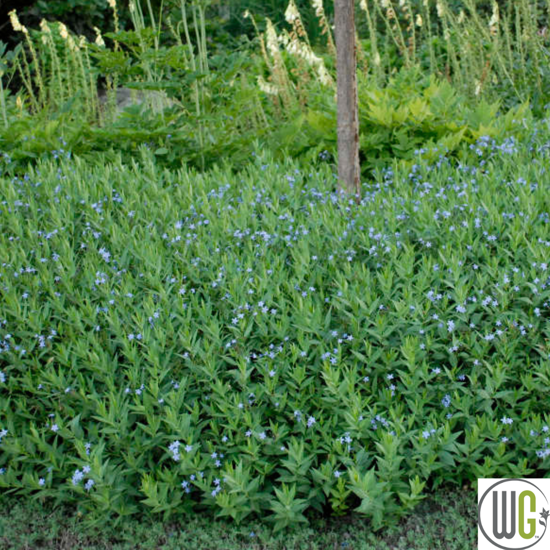 'Blue Ice' Blue Star | Amsonia