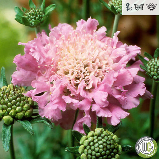 'Pink Mist' Pincushion | Scabiosa columbaria 'Pink Mist'