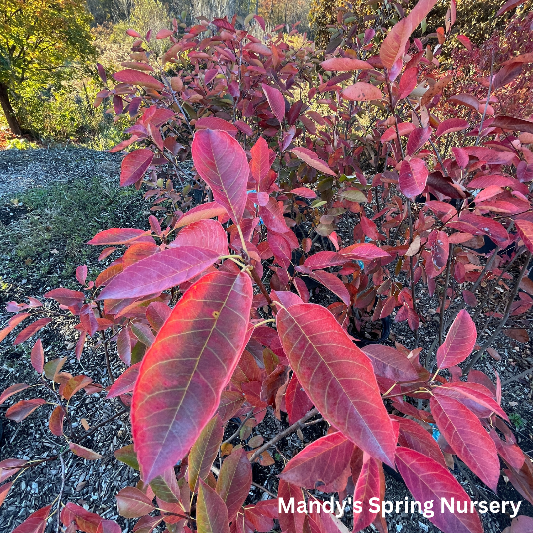 Autumn Brilliance Serviceberry (Shrub-Form) | Amelanchier x grandiflora 'Autumn Brilliance'