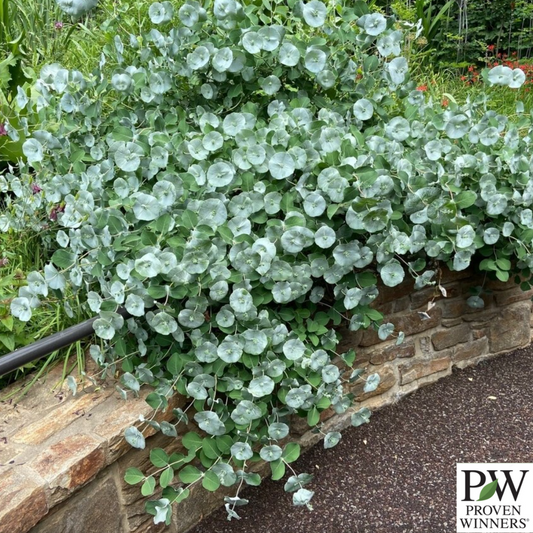 Kintzley's Ghost® Honeysuckle | Lonicera reticulata