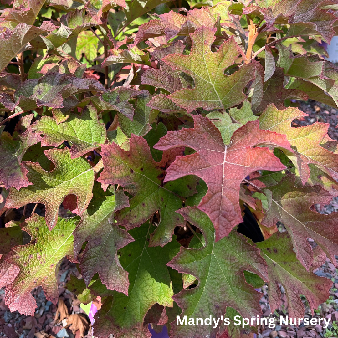 Jetstream Hydrangea | Hydrangea quercifolia