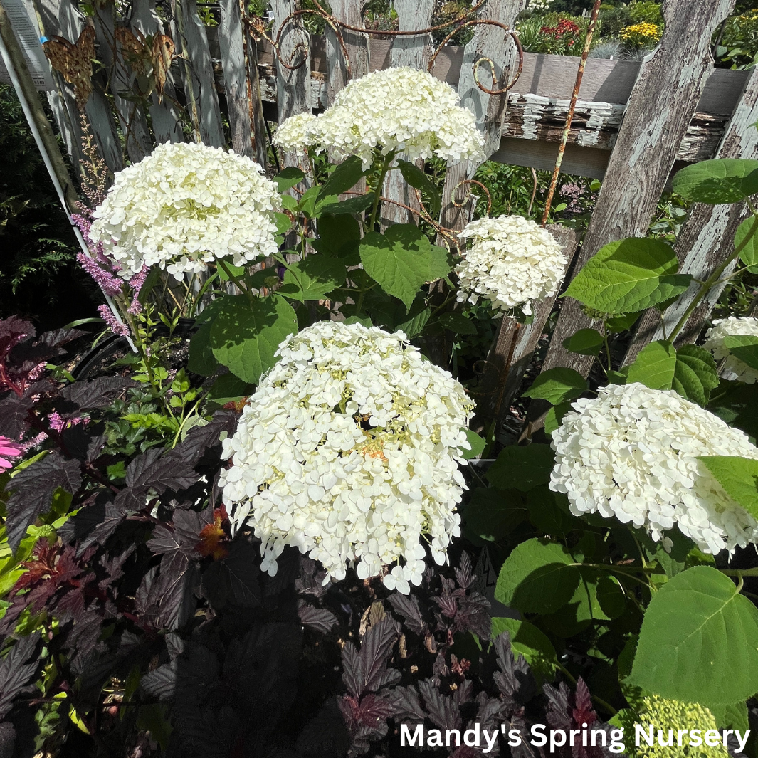 Incrediball Smooth Hydrangea | Hydrangea arborescens