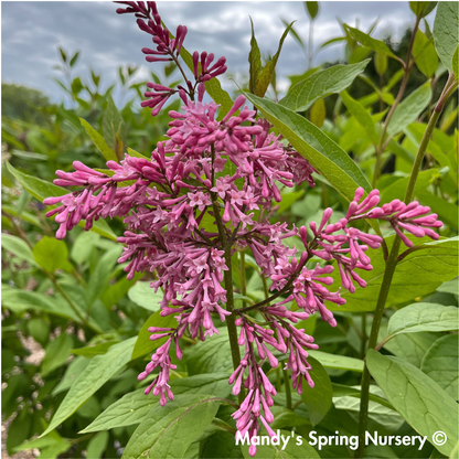 James Macfarlane Lilac | Syringa x prestoniae