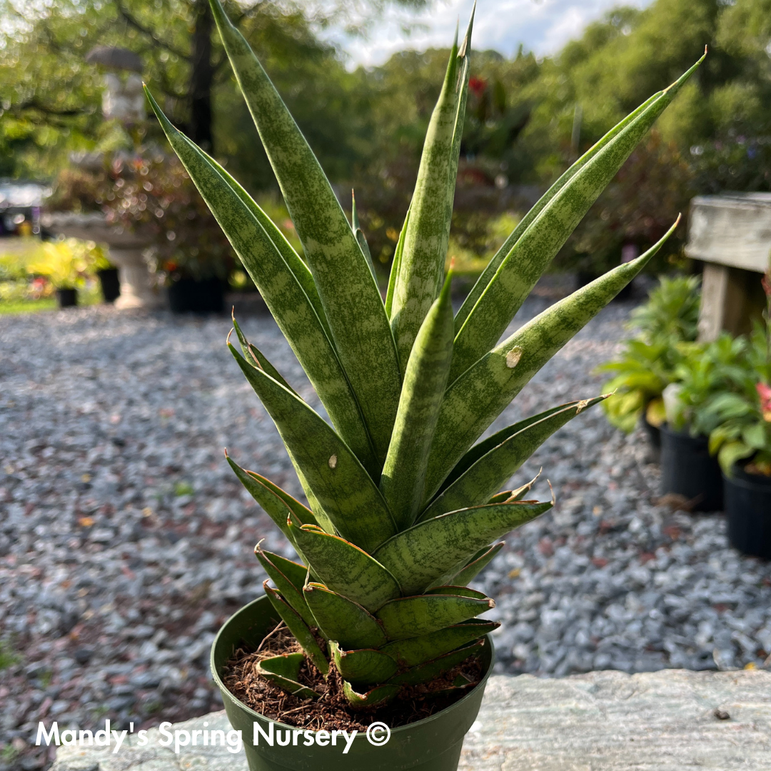 'Pagoda Tower' Snake Plant