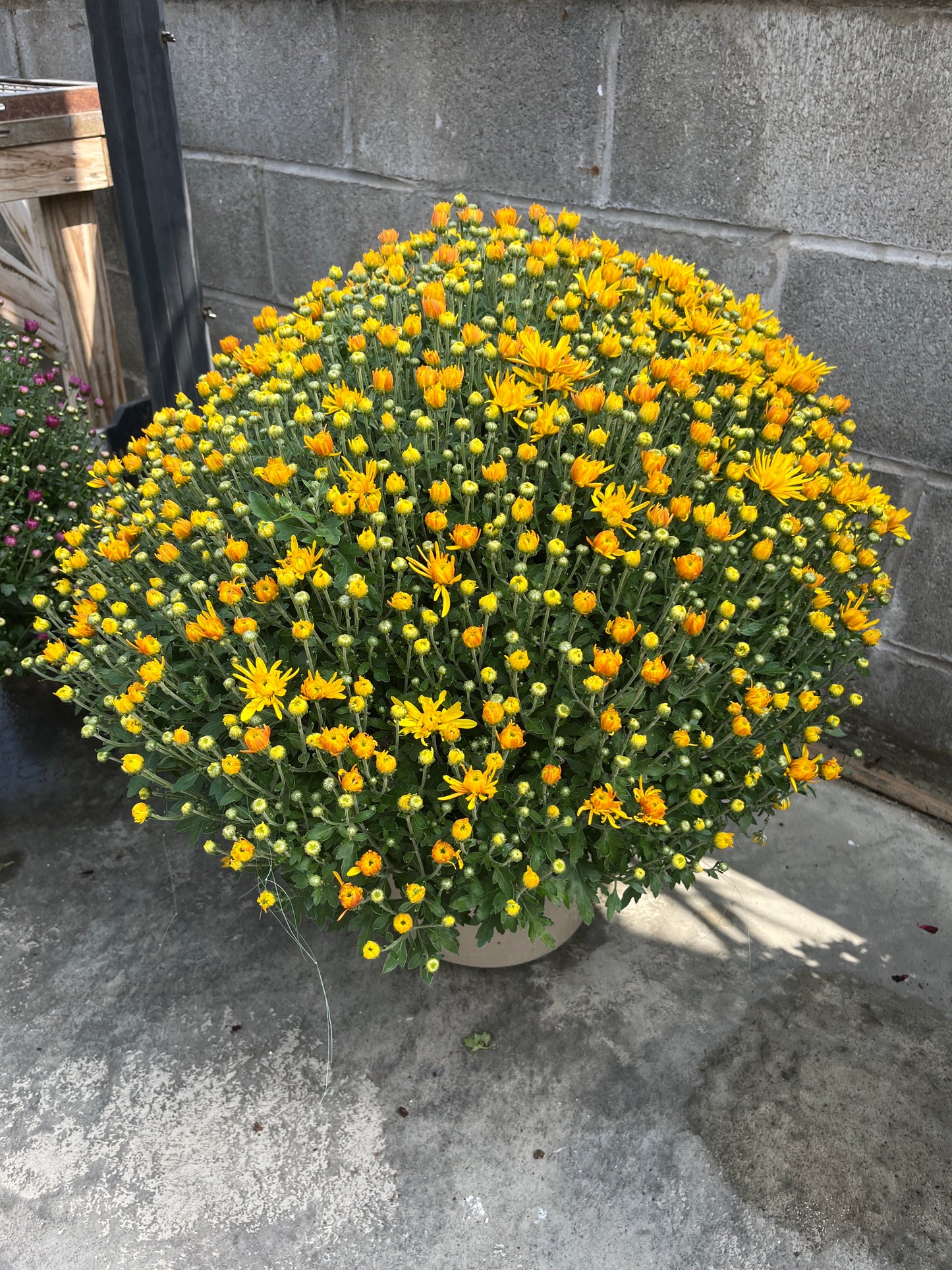 Fall Mums & Kale Assorted