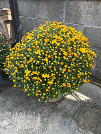 Fall Mums & Kale Assorted