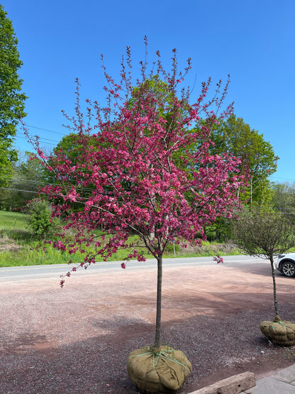 Royal Raindrops Crabapple | Malus transitoria 'JFS-KW5'