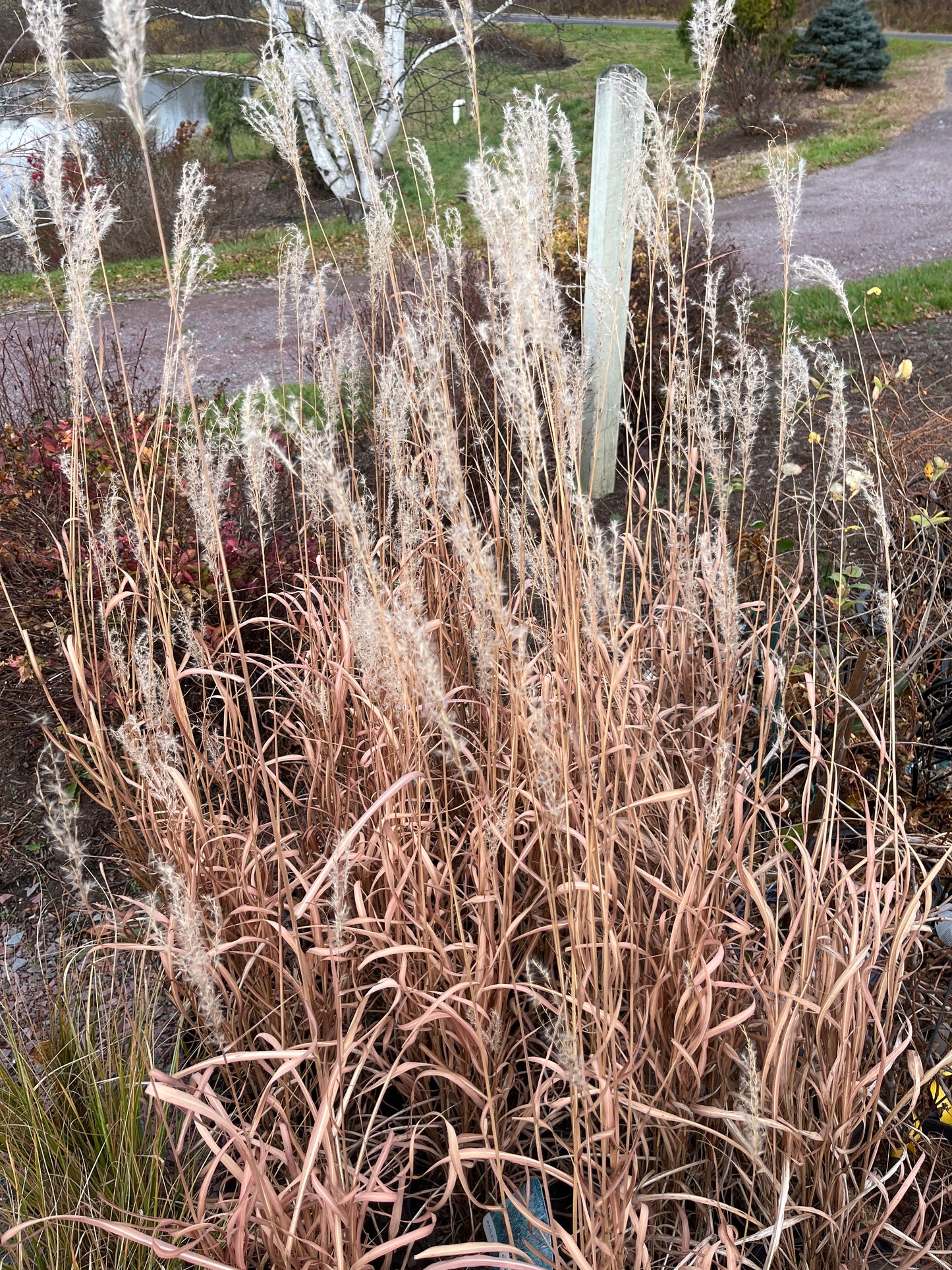 Flame Grass | Miscanthus Sinensis 'Purpurascens'