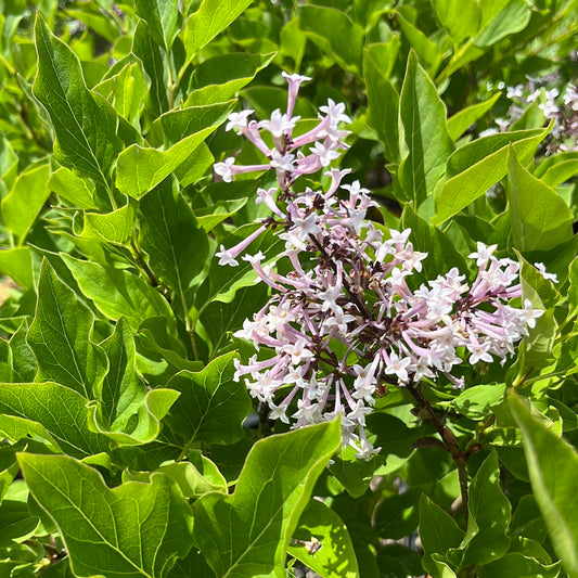 Little Lady Lilac | Syringa x 'Jeflady'