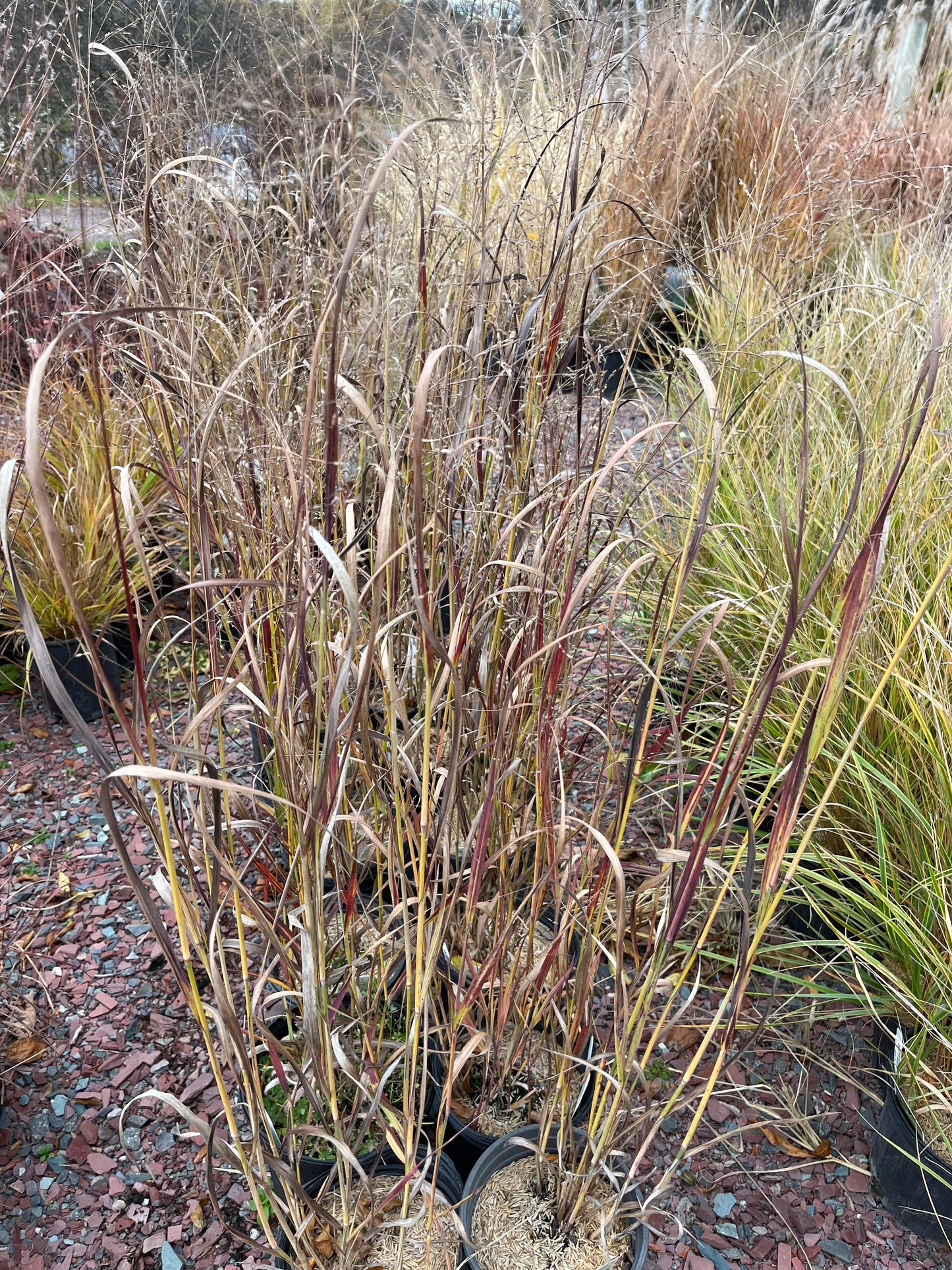 'Blood Brothers' Switch Grass | Panicum virgatum 'Blood Brothers'