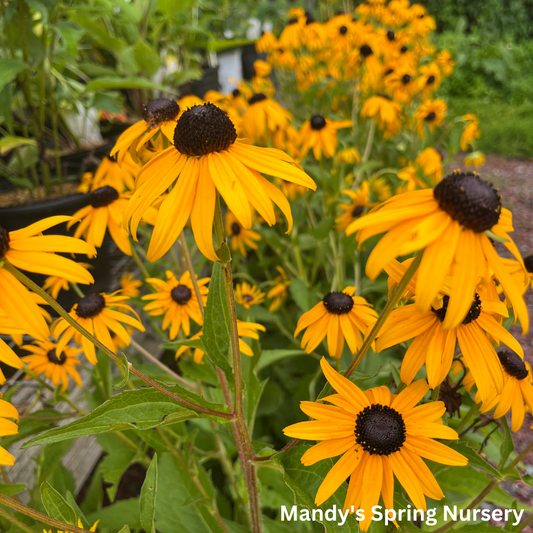 'Goldsturm' Black-Eyed Susan | Rudbeckia fulgida