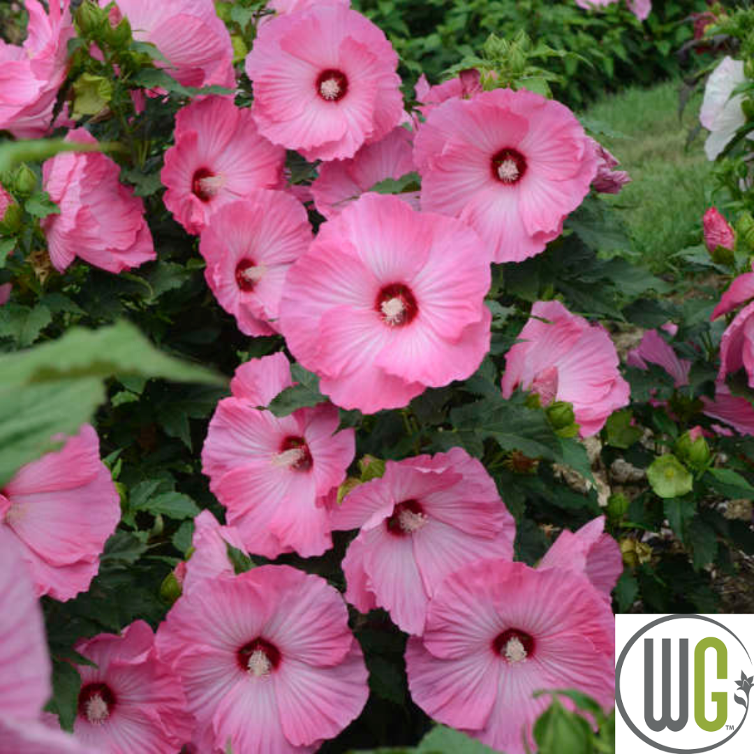 'Airbrush Effect' Hibiscus | Rose Mallow