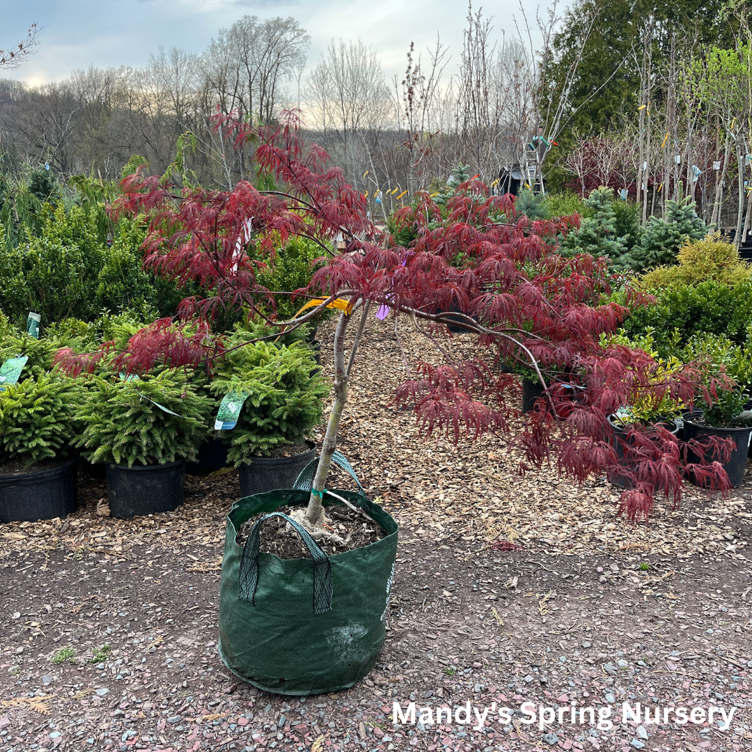 'Crimson Queen' Japanese Maple | Acer palmatum