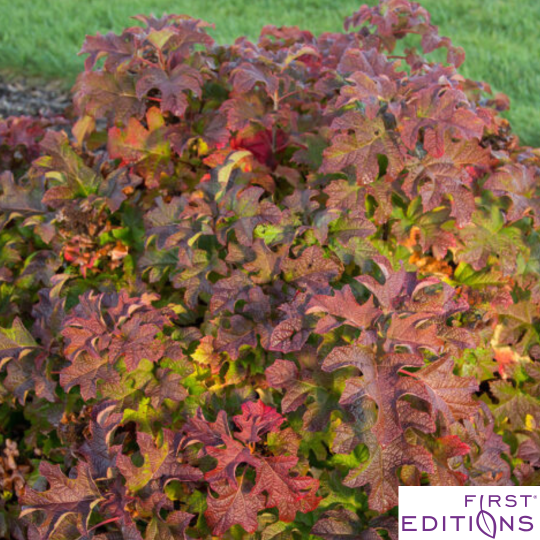 Jetstream Hydrangea | Hydrangea quercifolia