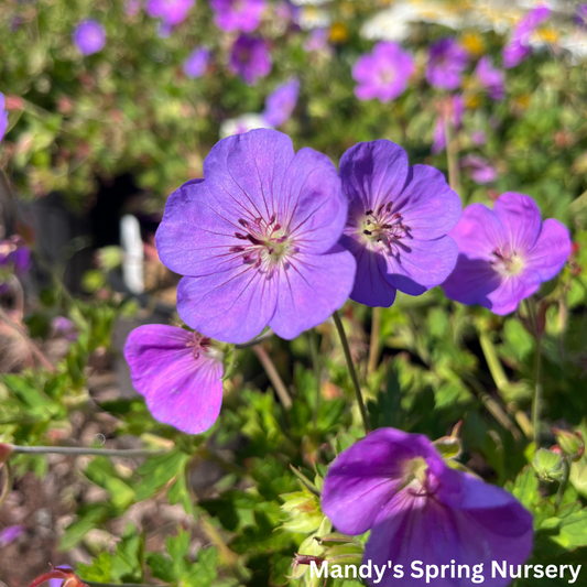 'Rozanne' Geranium / Cranesbill