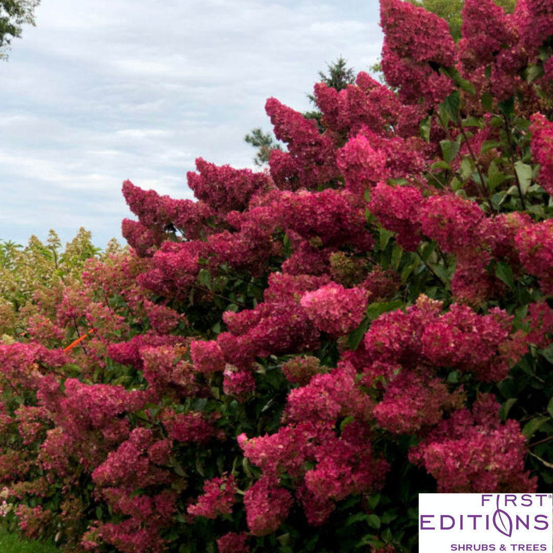 Berry White Hydrangea | Hydrangea paniculata