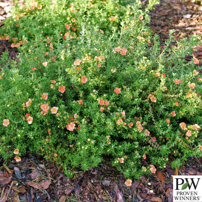Happy Face® Orange Potentilla | Potentilla fruticosa