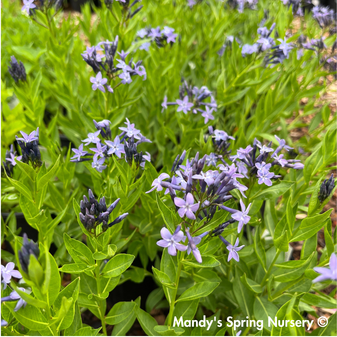 'Blue Ice' Blue Star | Amsonia