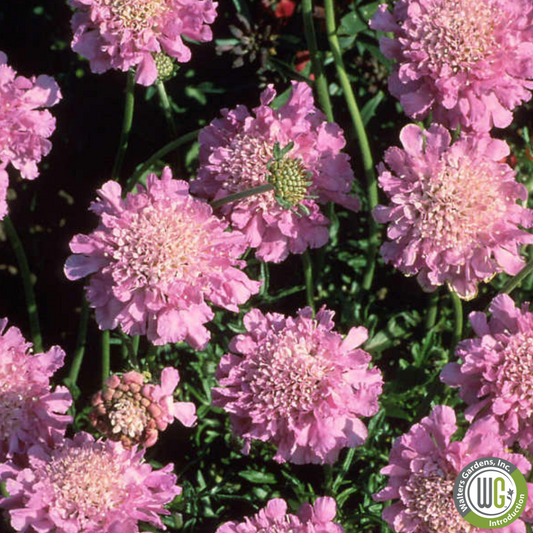 'Pink Mist' Pincushion | Scabiosa columbaria 'Pink Mist'