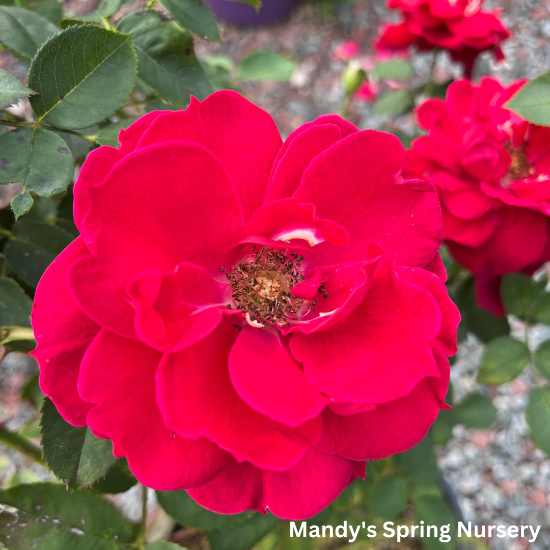 Ramblin' Red Rose Climbing Rose | Rosa