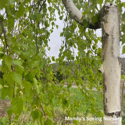 Young's Weeping Birch | Betula pendula 'Youngii'